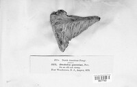 Daedalea quercina image